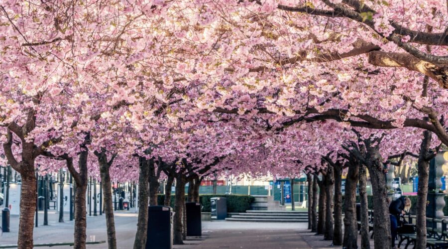 The History and Significance of Cherry Blossom Festivals in Japan