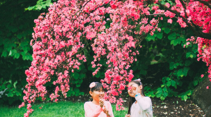 How to Participate in Hanami (Cherry Blossom Viewing) Like a Local