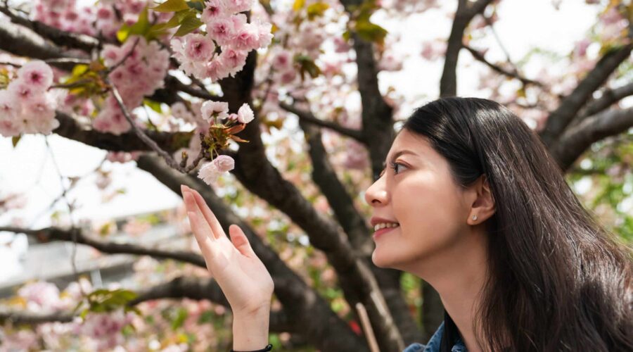 How to Buy Tickets for Popular Attractions and Plan Your Perfect Cherry Blossom or Autumn Foliage Trip to Japan