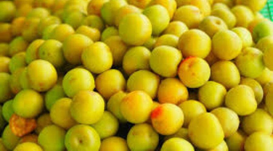 Wakayama Umeshu: Japan’s Premium Plum Wine Winning Hearts in France