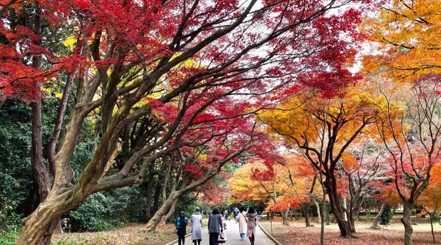 20 Essential Tips for Exploring Shinjuku, Tokyo